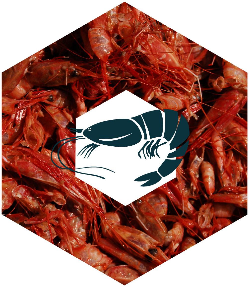 Crustaceos
