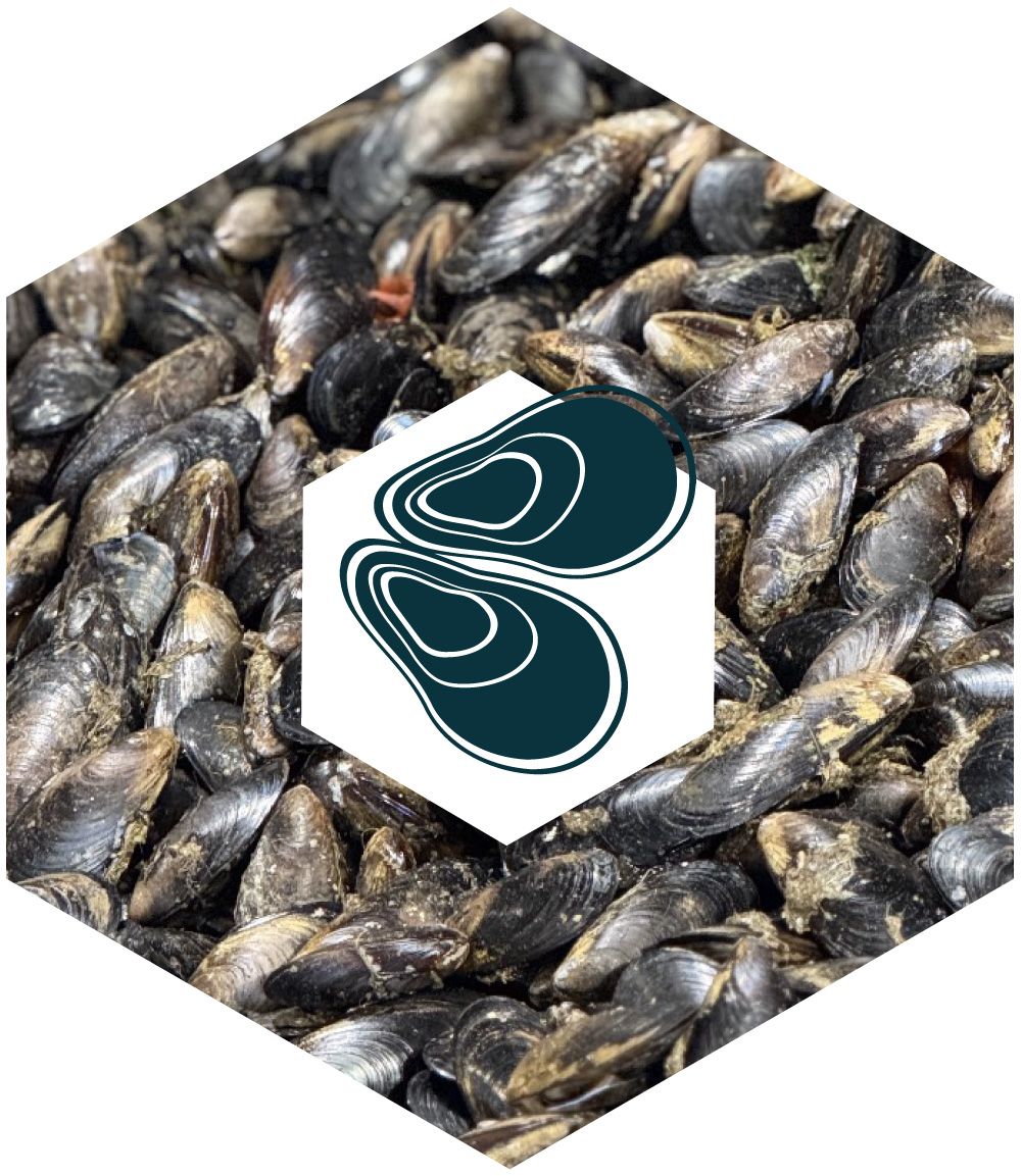 Mejillones